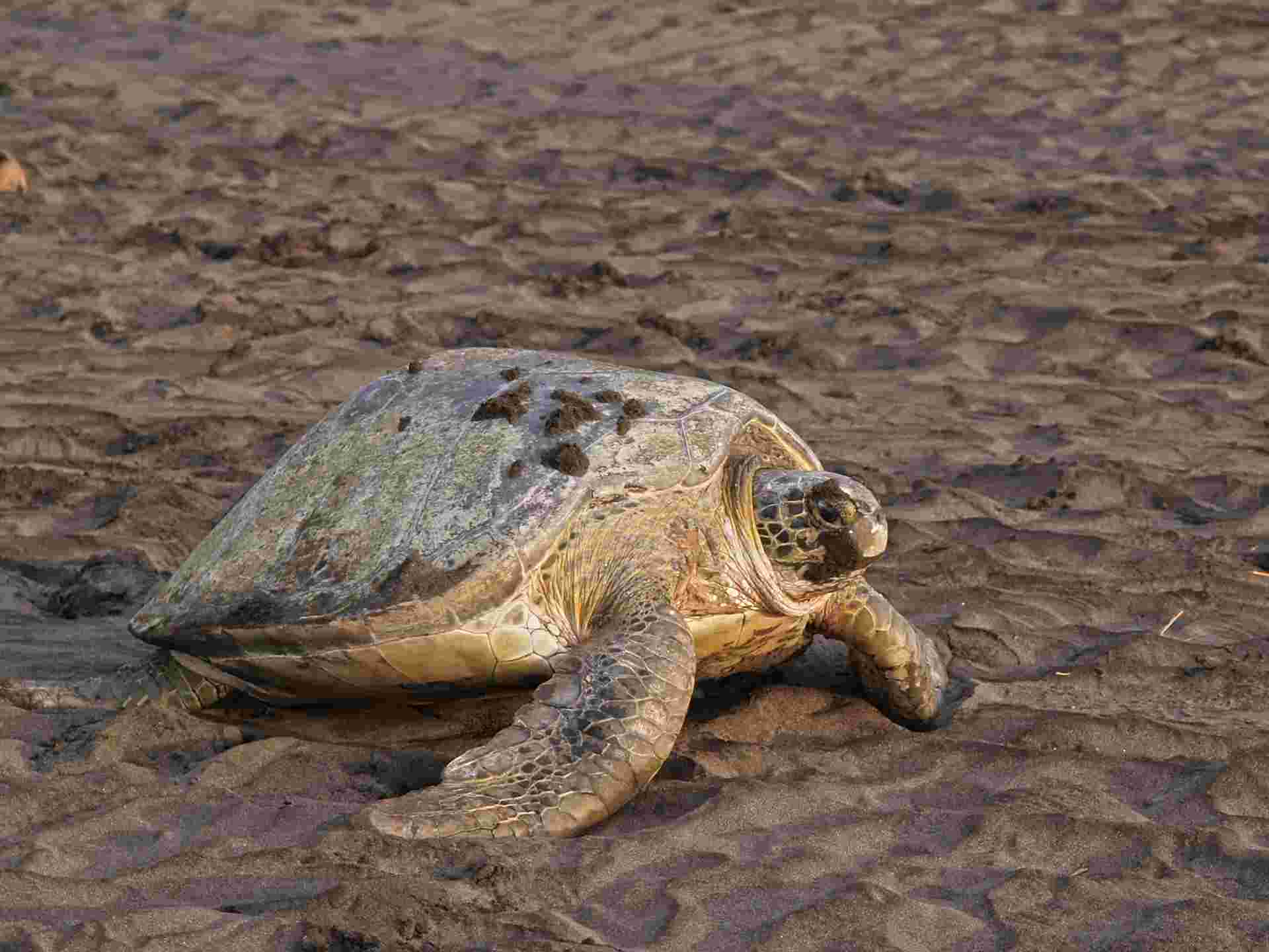Costa Rica Explorer - 12 days