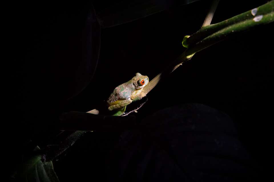 Costa Rica Family Escape - Exodus Adventure Travels - Costa Rica - Image 6