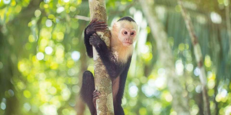 Costa Rica Family Experience - G Adventures - Costa Rica - Image 1