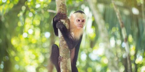 Wildlife Tour: Costa Rica Family Experience