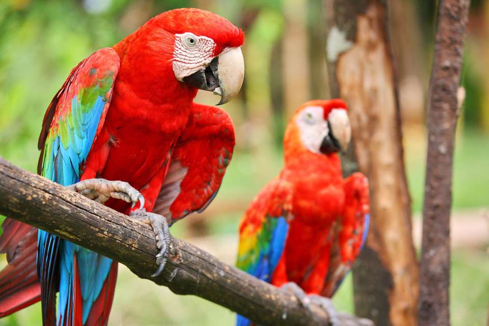 Costa Rica Family Holiday - Intrepid Travel - Costa Rica - Image 3