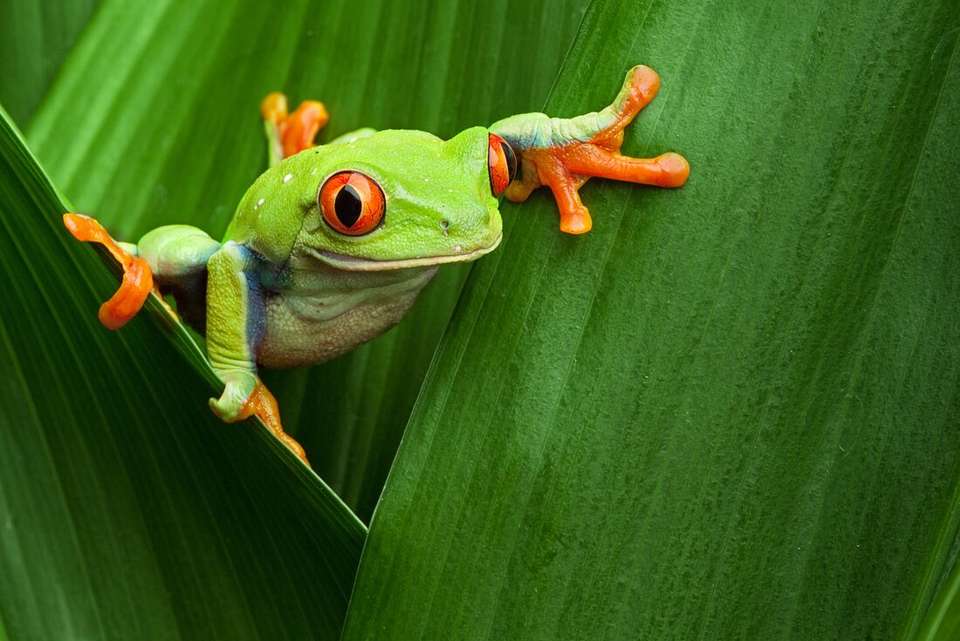 Costa Rica Family Holiday - Intrepid Travel - Costa Rica - Image 9