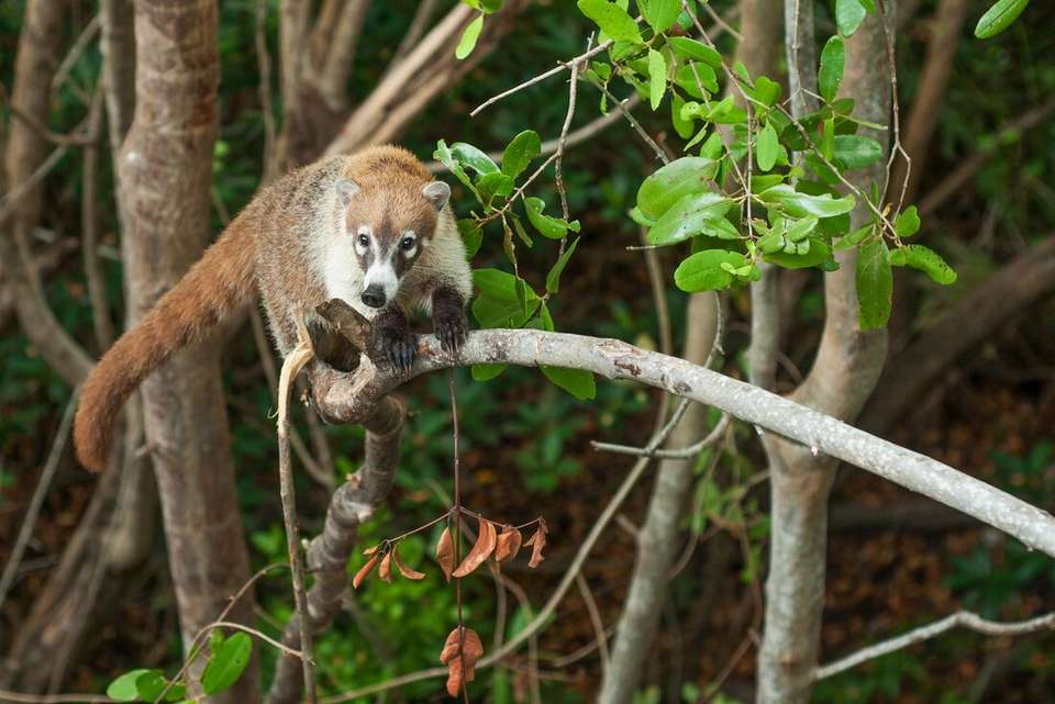 Costa Rica Family Holiday - Intrepid Travel - Costa Rica - Image 10