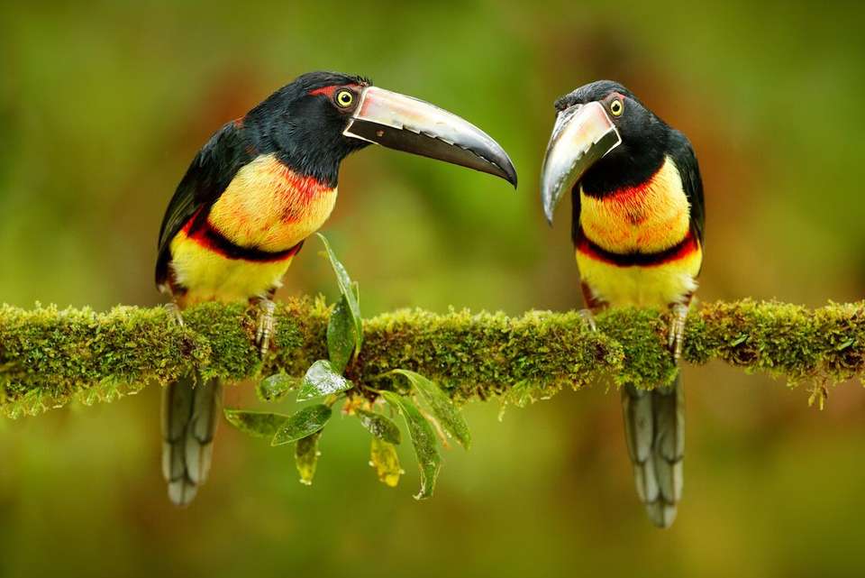 Costa Rica Family Holiday - Intrepid Travel - Costa Rica - Image 16