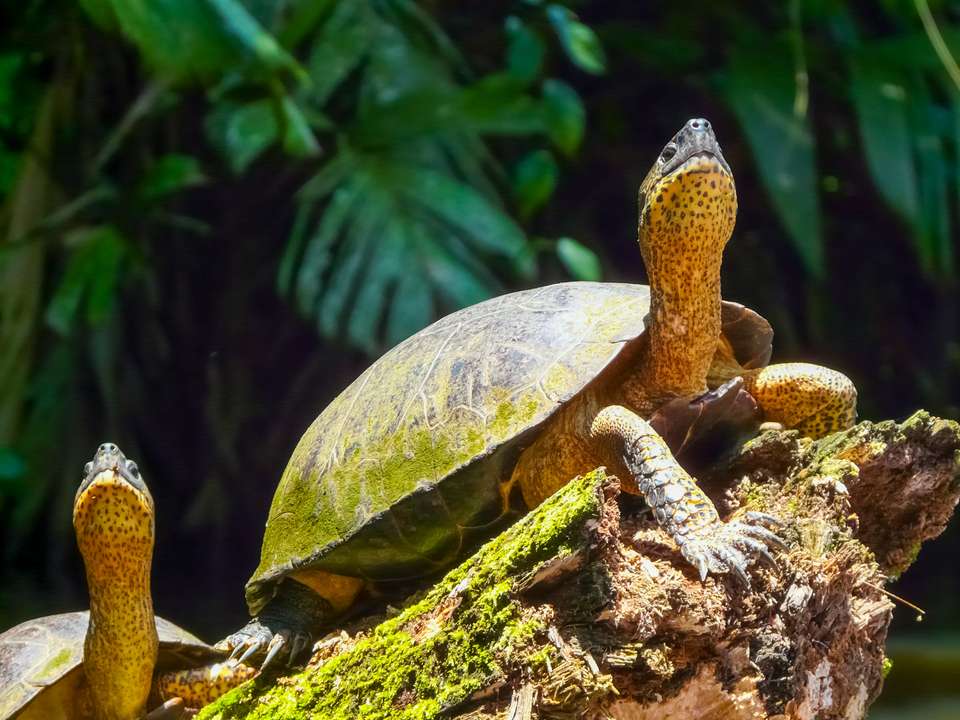 Costa Rica Family Wild Adventure - undefined - Image 10