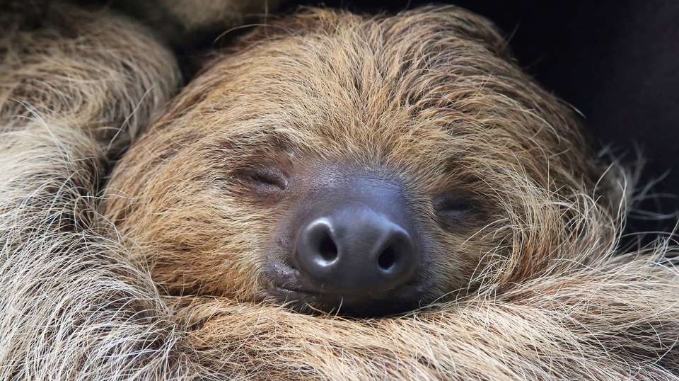 Costa Rica Highlights - Greenway Nature Tours - Costa Rica - Image 1