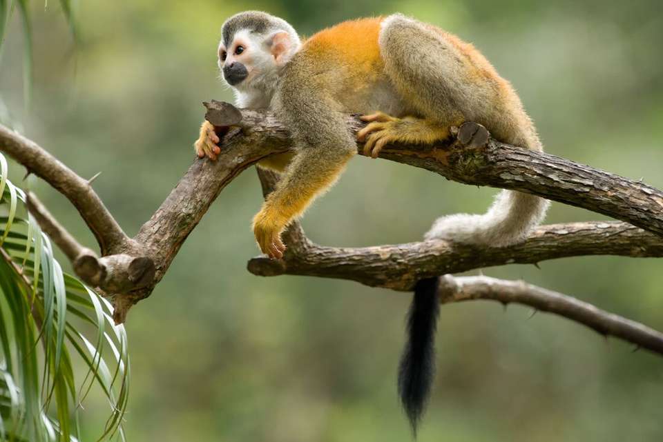 Costa Rica: Hike, Bike & Raft - Intrepid Travel - Costa Rica - Image 5