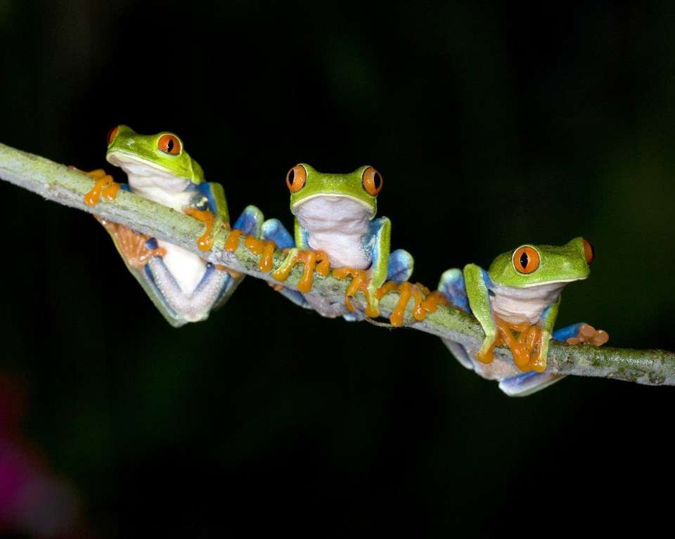 Costa Rica: Land Of Volcanoes And Rainforests, French-speaking Guide - Destination Services - Costa Rica - Image 11
