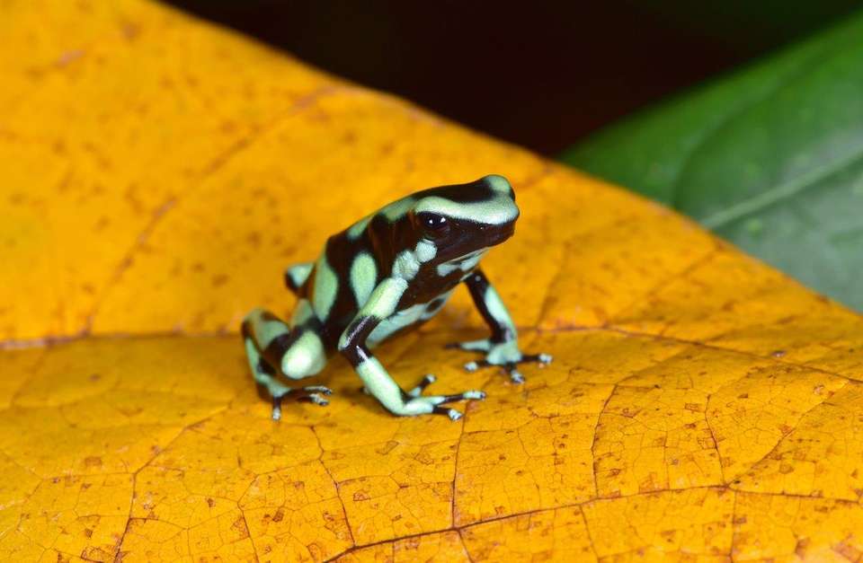 Costa Rica: Living Wonders, French-speaking Guide - Destination Services - Costa Rica - Image 2