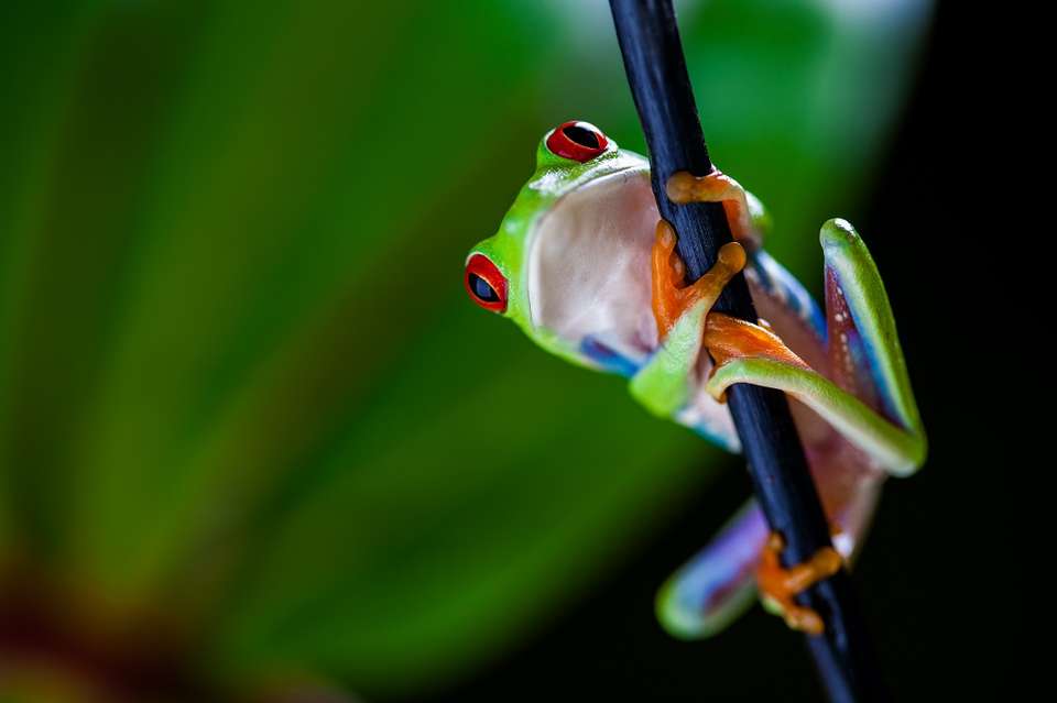 Costa Rica: Love In The Jungle - Destination Services - Costa Rica - Image 8