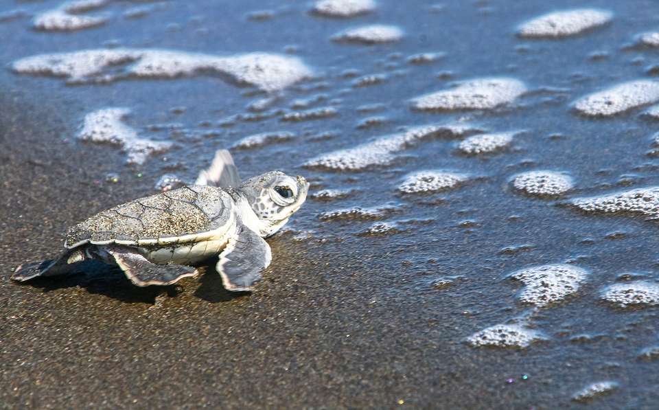 Costa Rica: Love In The Jungle - Destination Services - Costa Rica - Image 9