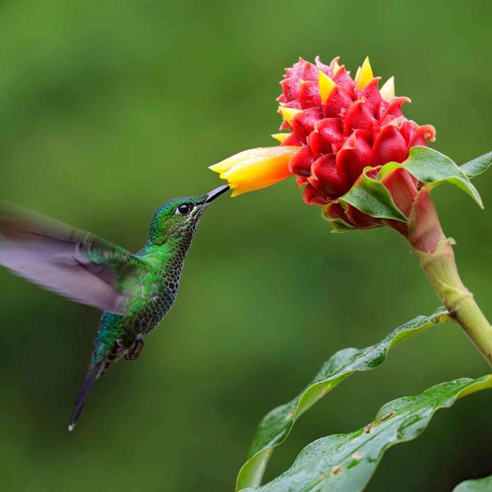 Costa Rica Nature Adventure - Trafalgar - Costa Rica - Image 6