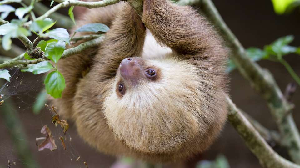 Costa Rica Nature Escape - Greenway Nature Tours - Costa Rica