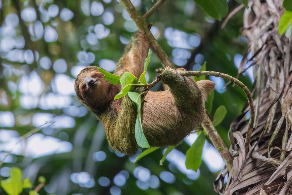 Costa Rica Premium Family Tour - Intrepid Travel - Costa Rica - Image 2