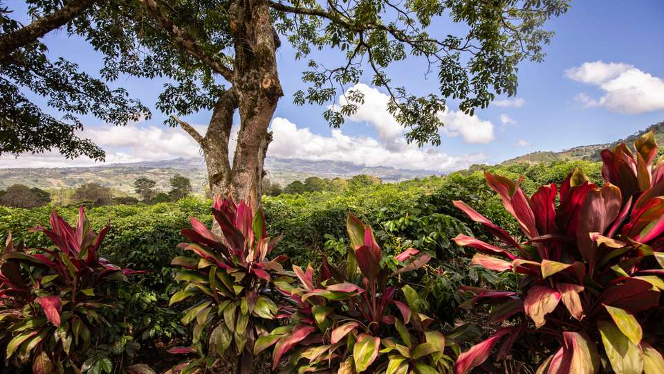 Costa Rica's Coastal Secrets - undefined - Image 21