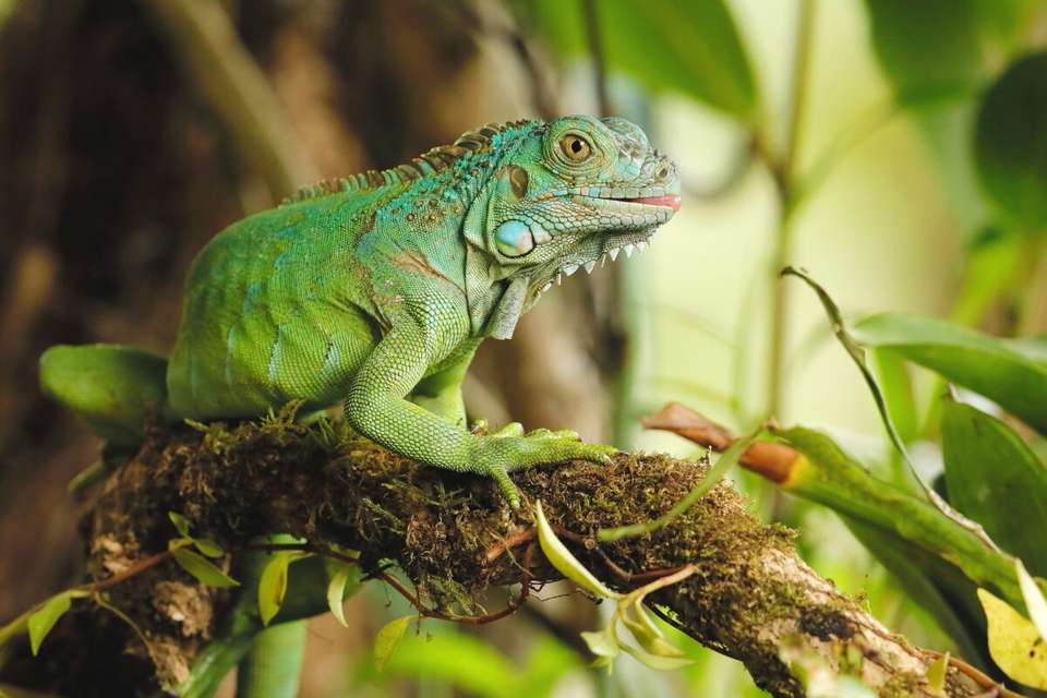 Costa Rica's Coastal Secrets - undefined - Image 20
