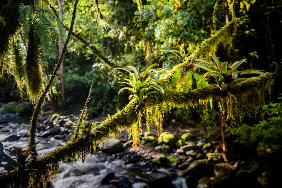 Costa Rica's Coastal Secrets - undefined - Image 19
