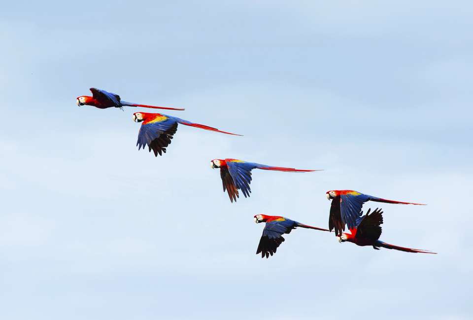 Costa Rica's Coastal Secrets - undefined - Image 18