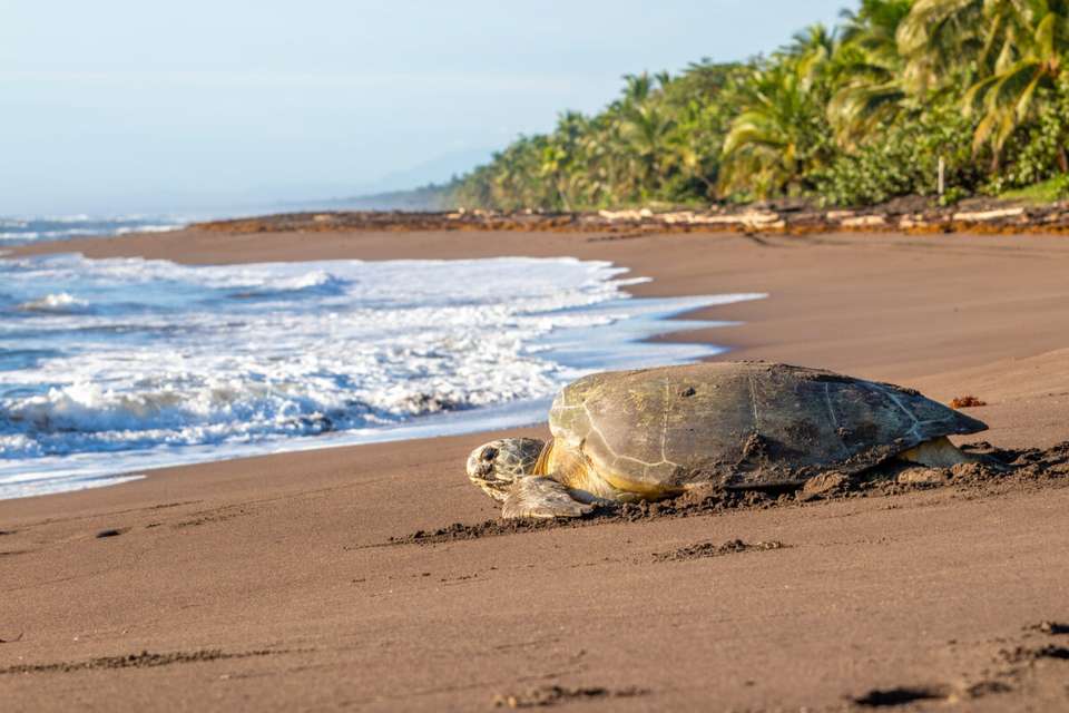 Costa Rica's Coastal Secrets - undefined - Image 16