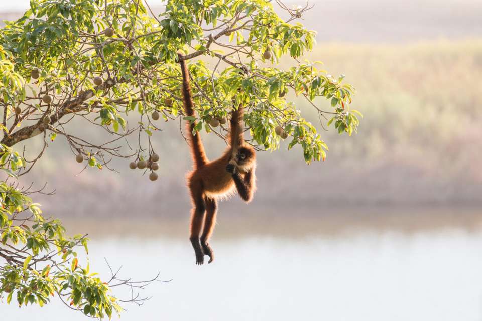 Costa Rica's Coastal Secrets - undefined - Image 11
