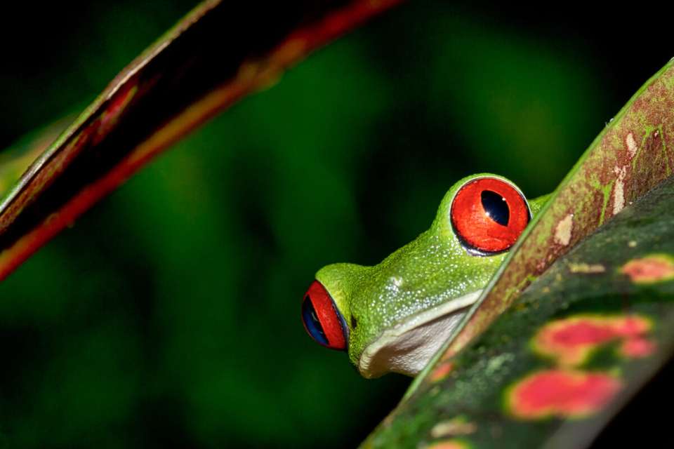 Costa Rica's Coastal Secrets - undefined - Image 10