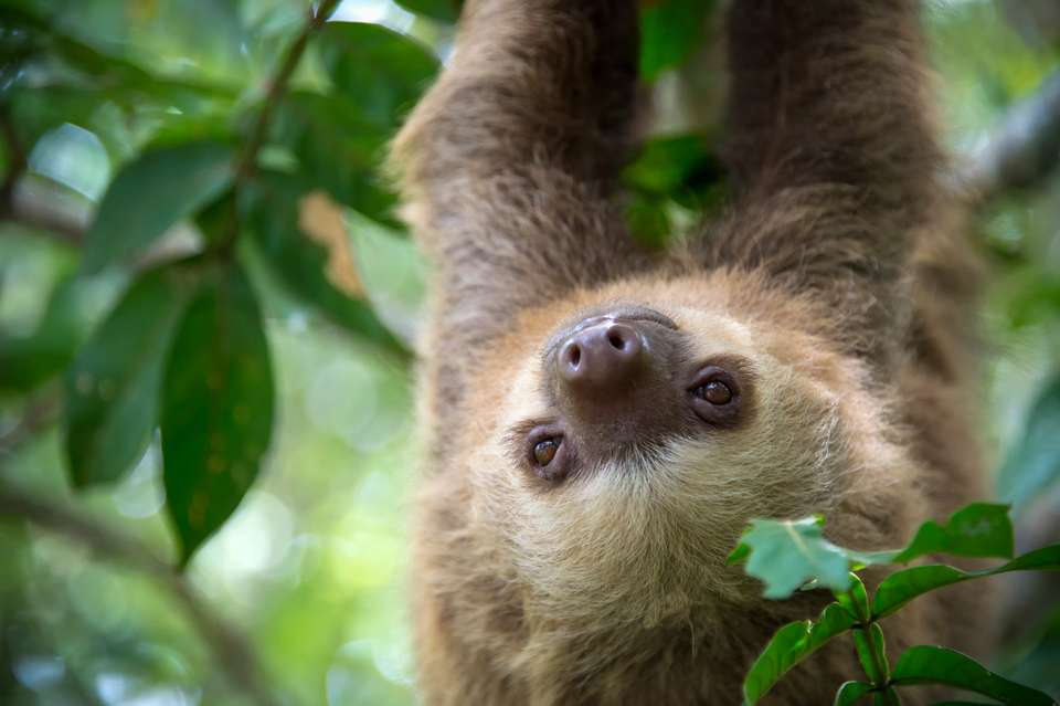 Costa Rica's Coastal Secrets - undefined - Image 8