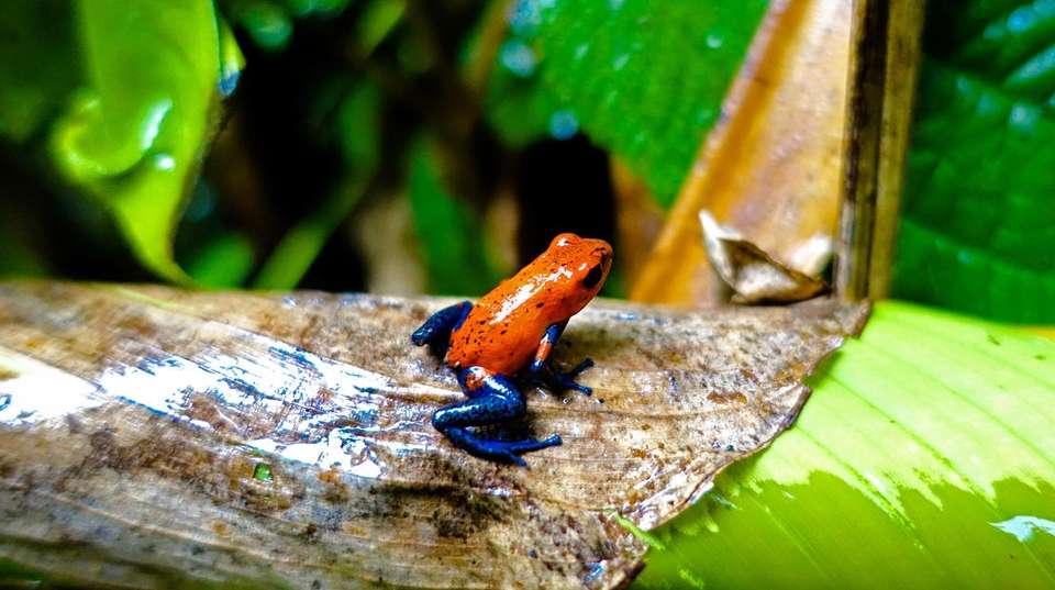Costa Rica Self-Drive Adventure - Amazilia Travel - Costa Rica - Image 4