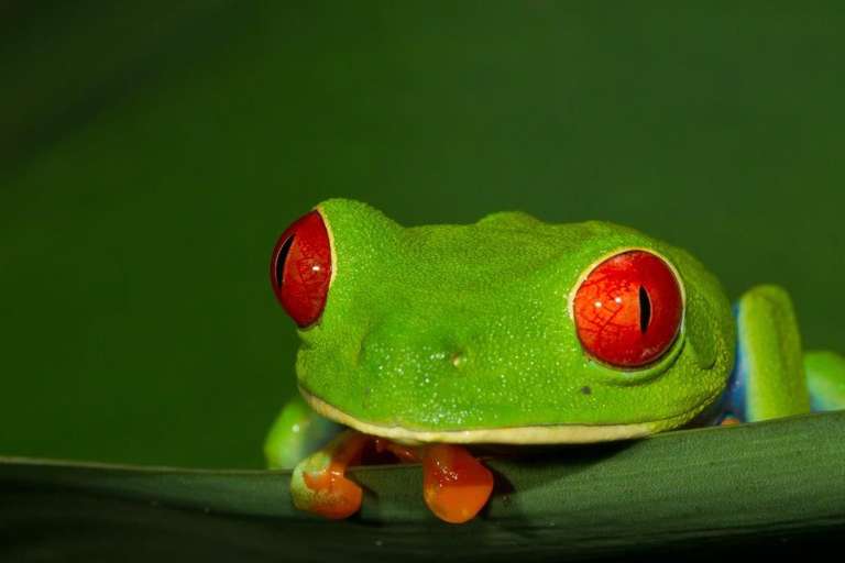 Costa Rica Tropical Experience - 5 days trip - alternative tour available