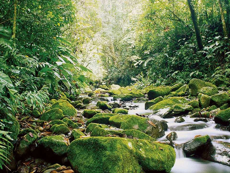 Costa Rica Wildlife Tour - undefined - Image 15