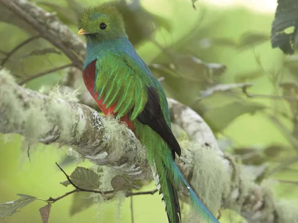 Costa Rica Wildlife Tour - undefined - Image 9