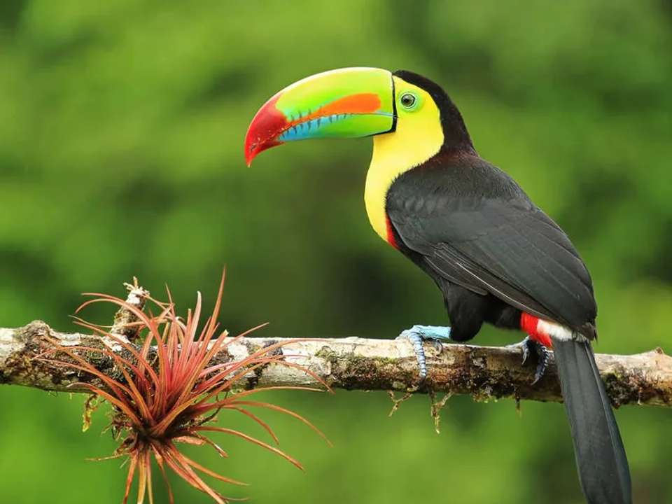 Costa Rica Wildlife Tour - undefined - Image 6