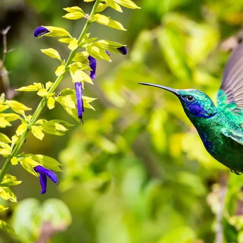 Costa Rica Wildlife Tour - undefined - Image 5