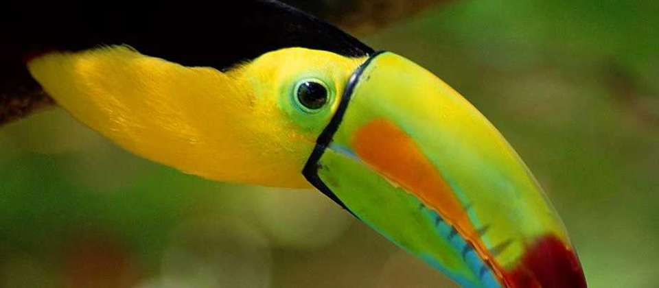 Costa Rican Adventure - World Expeditions - Costa Rica - Image 6