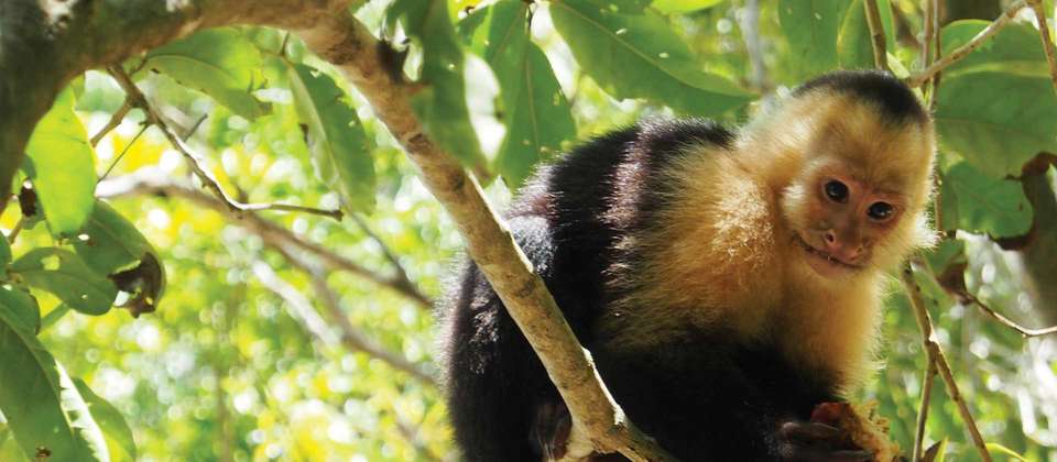 Costa Rican Adventure - World Expeditions - Costa Rica - Image 8