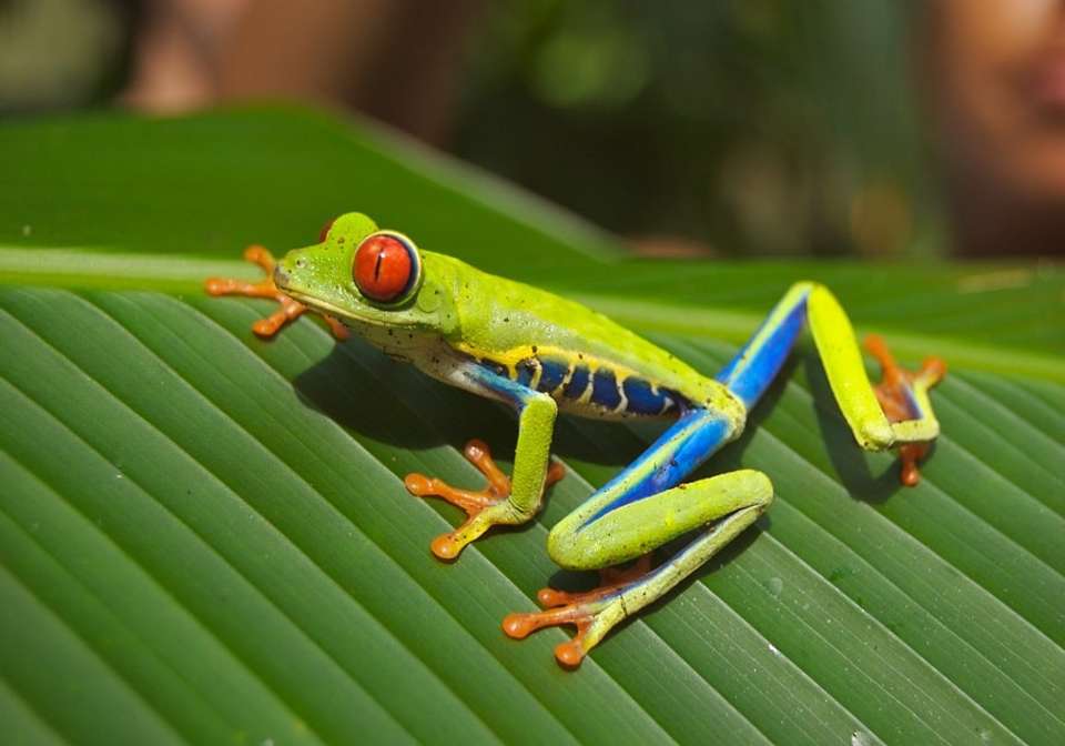 Costa Rican Adventure - Indus Travels - Costa Rica - Image 2