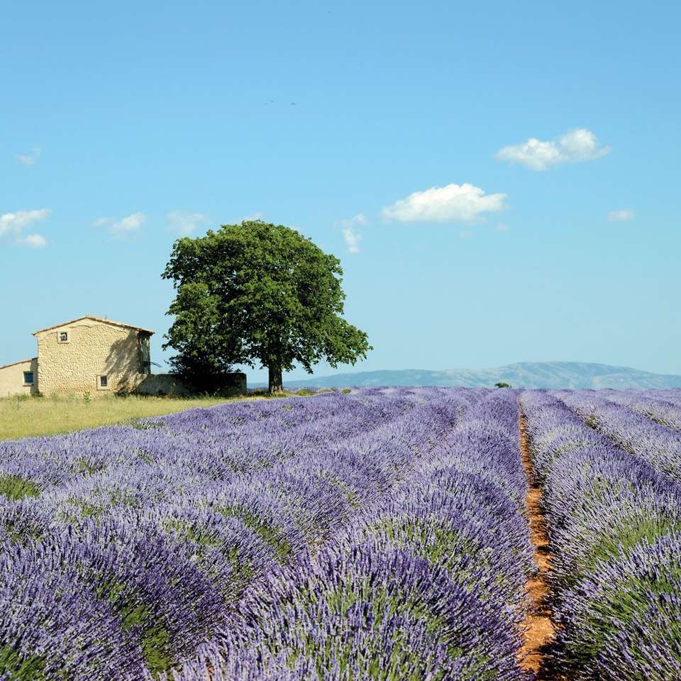Country Roads of France - Insight Vacations - France - Image 5