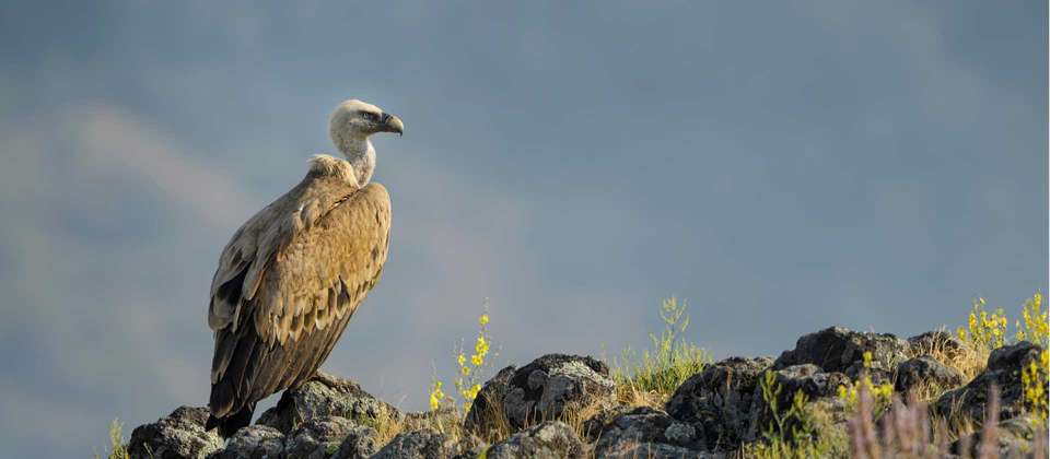 Crete: Mountains and Coast Guided Walk - Utracks - Greece - Image 7