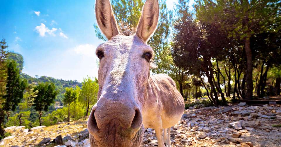 Croatia Island Hopping - Explore - Croatia - Image 12