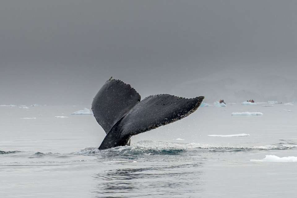 Crossing the Antarctic Circle (Ocean Victory) - Intrepid Travel - Argentina - Image 8