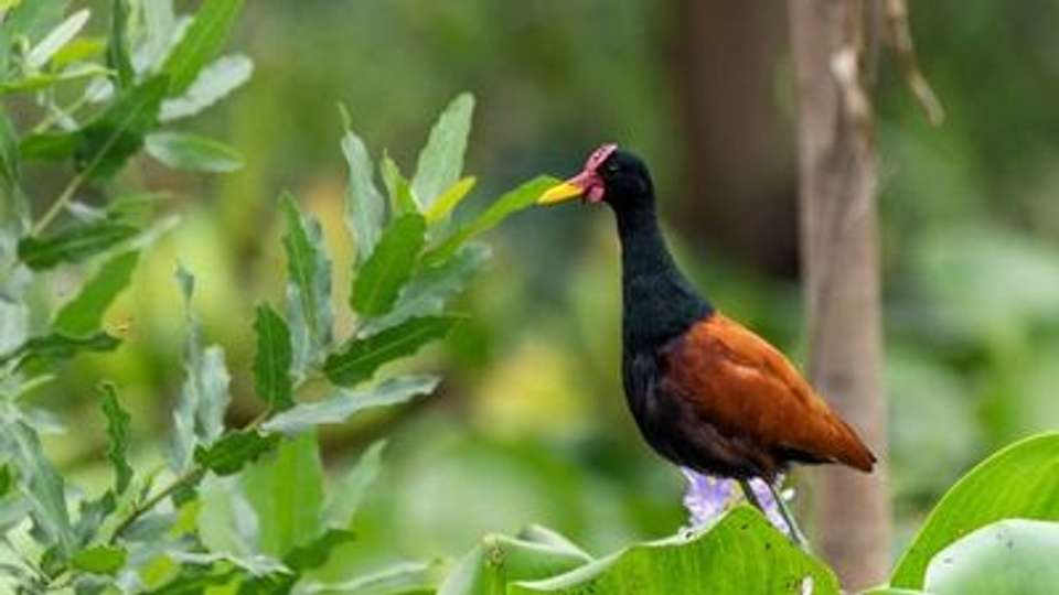 Cruise in the Heart of the Original Amazon - An exploration deep into the jungle, between Brazil and Colombia (port-to-port cruise) - Croisieurope - Brazil