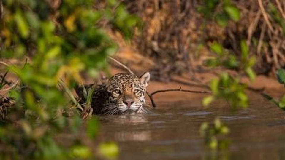 Cruise in the Heart of the Original Amazon - An exploration deep into the jungle, between Brazil and Colombia (port-to-port cruise) - Croisieurope - Brazil