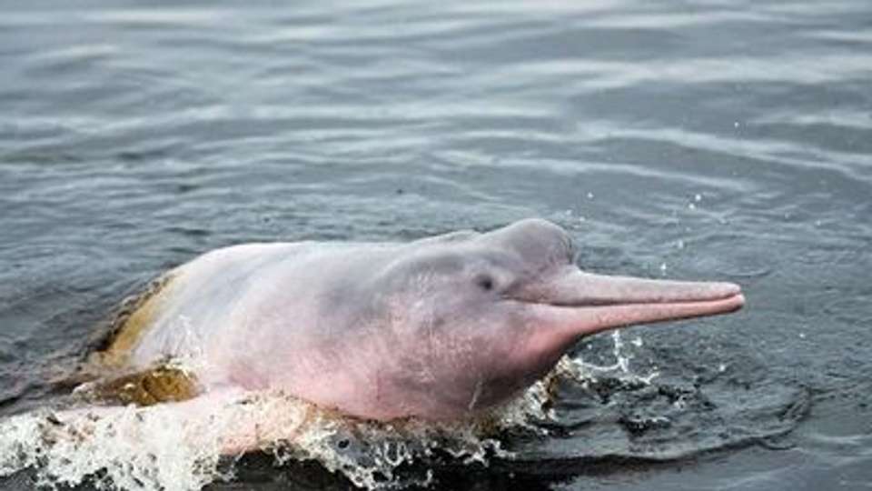 Cruise in the Heart of the Original Amazon - An exploration deep into the jungle, between Brazil and Colombia (port-to-port cruise) - Croisieurope - Brazil