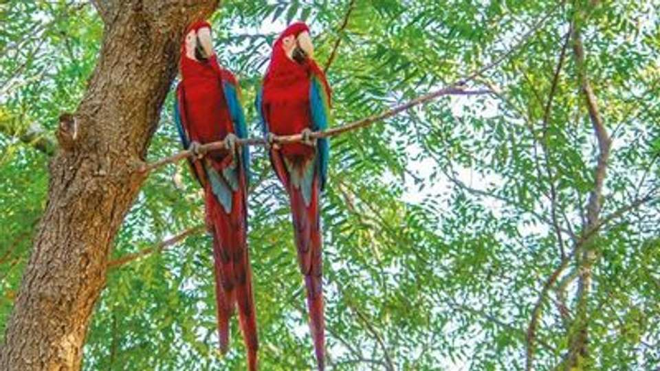 Cruise in the Heart of the Original Amazon - An exploration deep into the jungle, between Brazil and Colombia (port-to-port cruise) - Croisieurope - Brazil