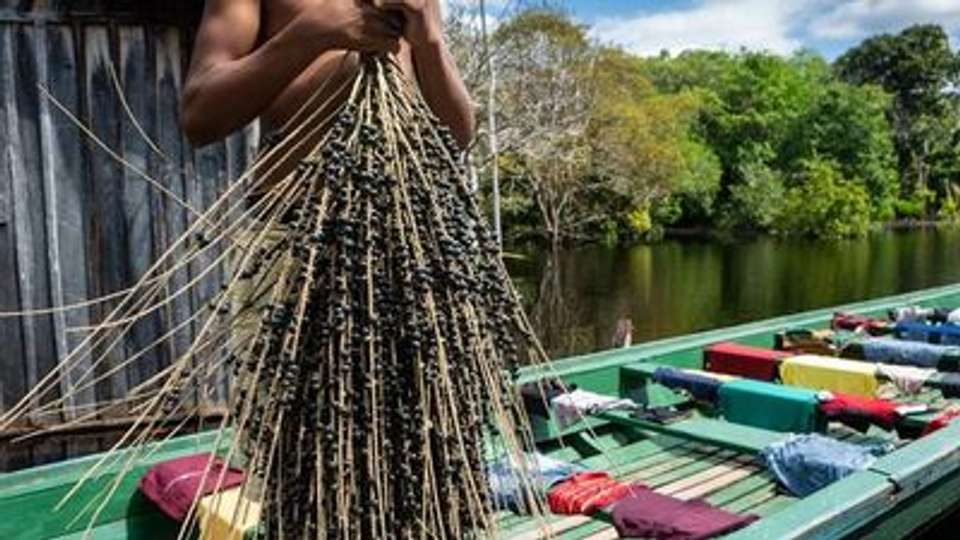 Cruise into the Heart of Primal Amazonia - An exploration at the edge of the jungle, between Brazil and Colombia (port-to-port cruise) - undefined - Image 9