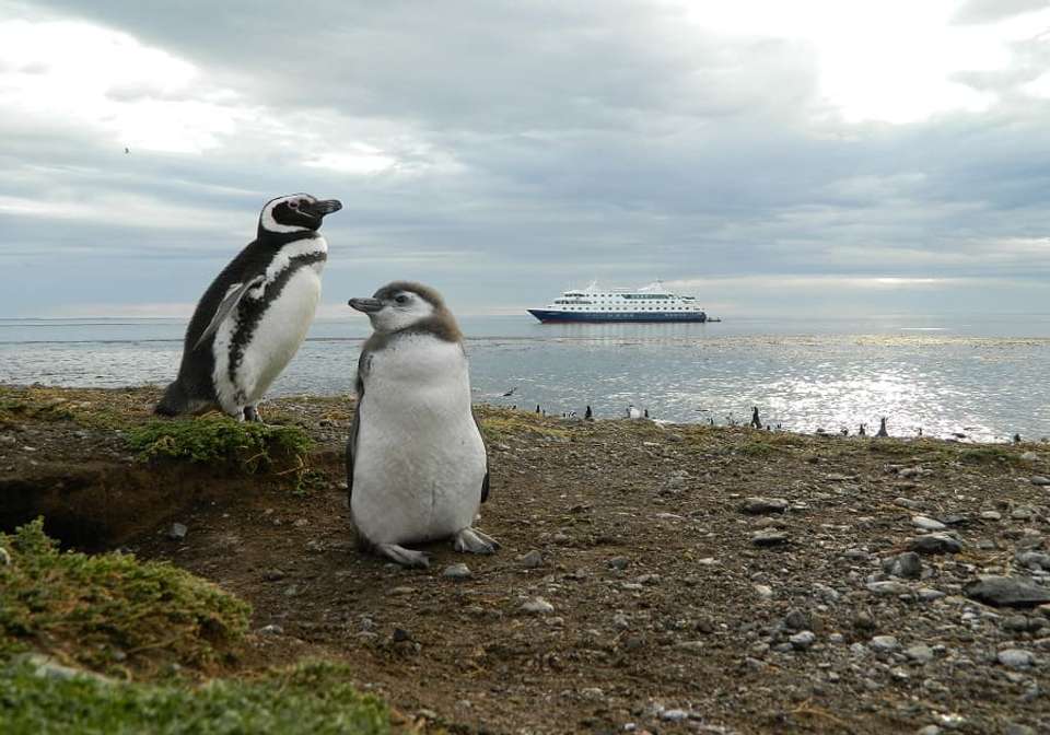 Cruising Fjords of Tierra Del Fuego - Indus Travels - Chile - Image 5