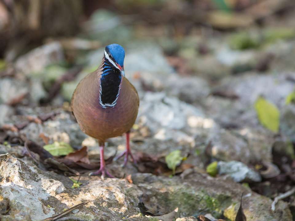 Cuba Birdwatching Adventure - 9 days - undefined - Image 3