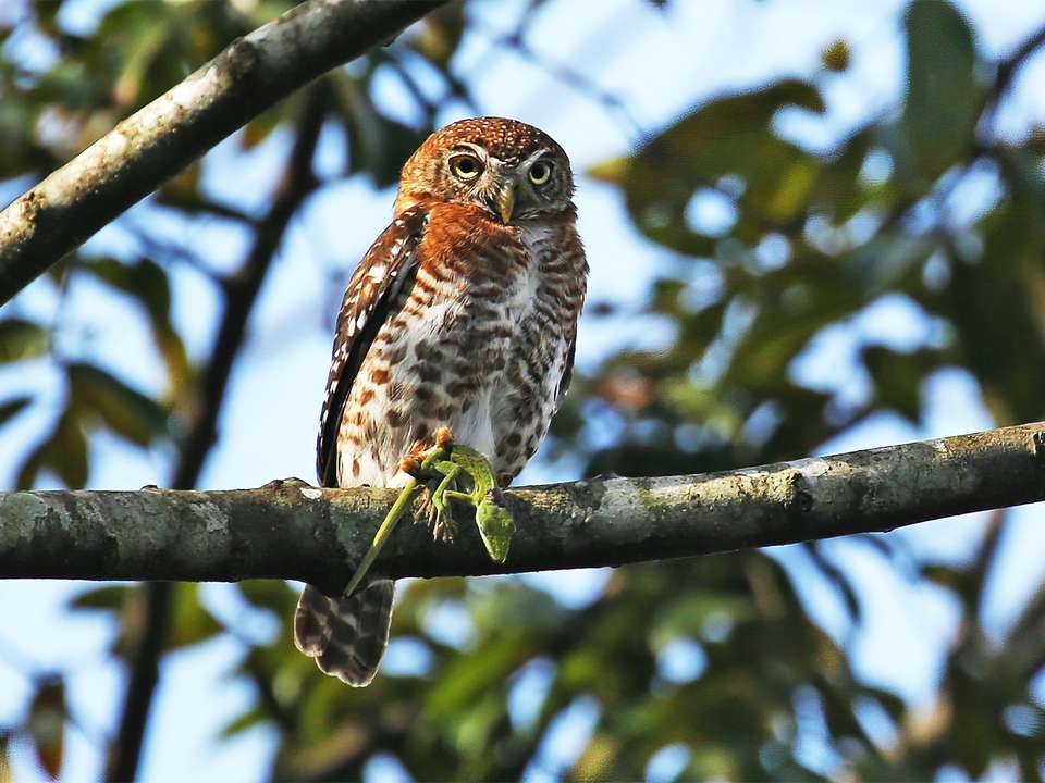 Cuba Birdwatching Adventure - 9 days - undefined - Image 6