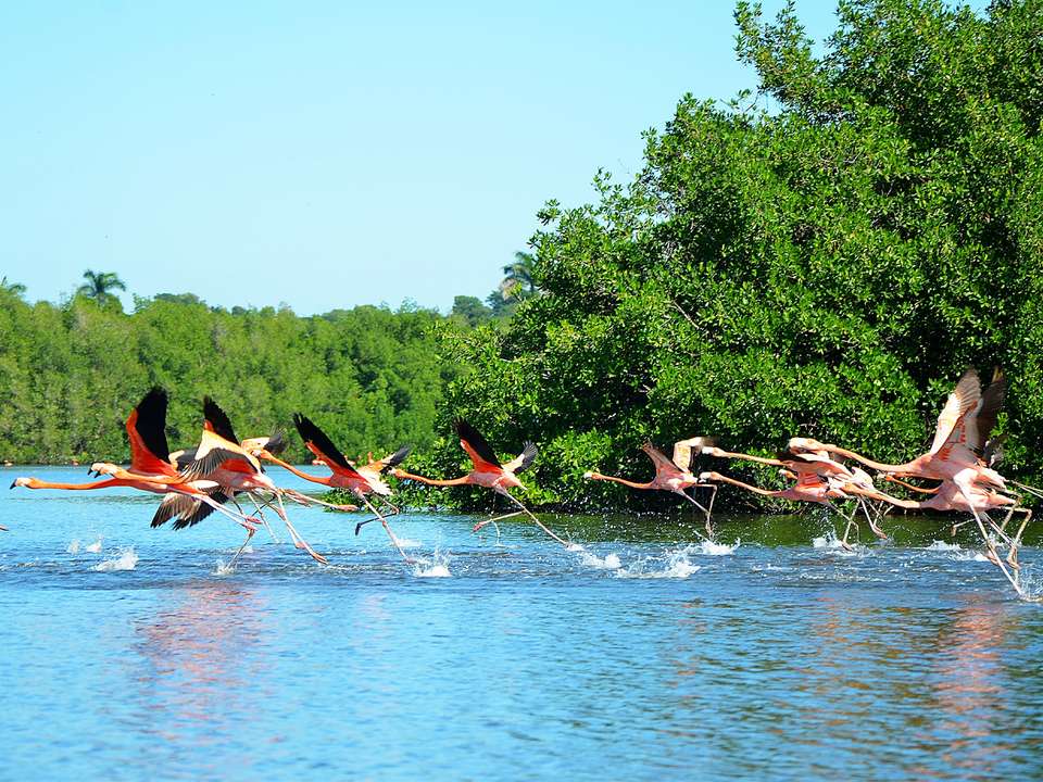 Cuba Birdwatching Adventure - 9 days - undefined - Image 7