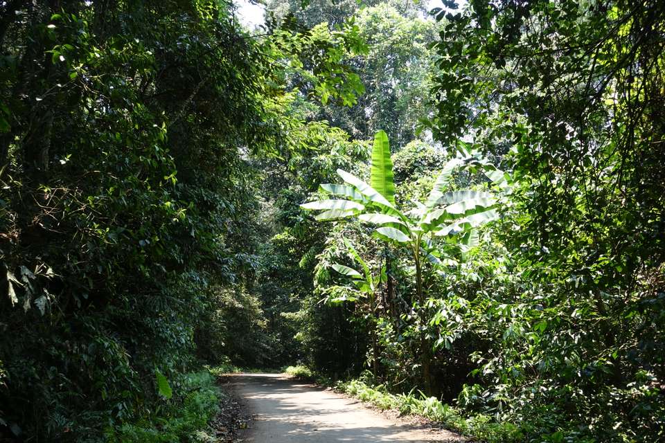 Cuc Phuong National Park Day Tour - Hiking - undefined - Image 6