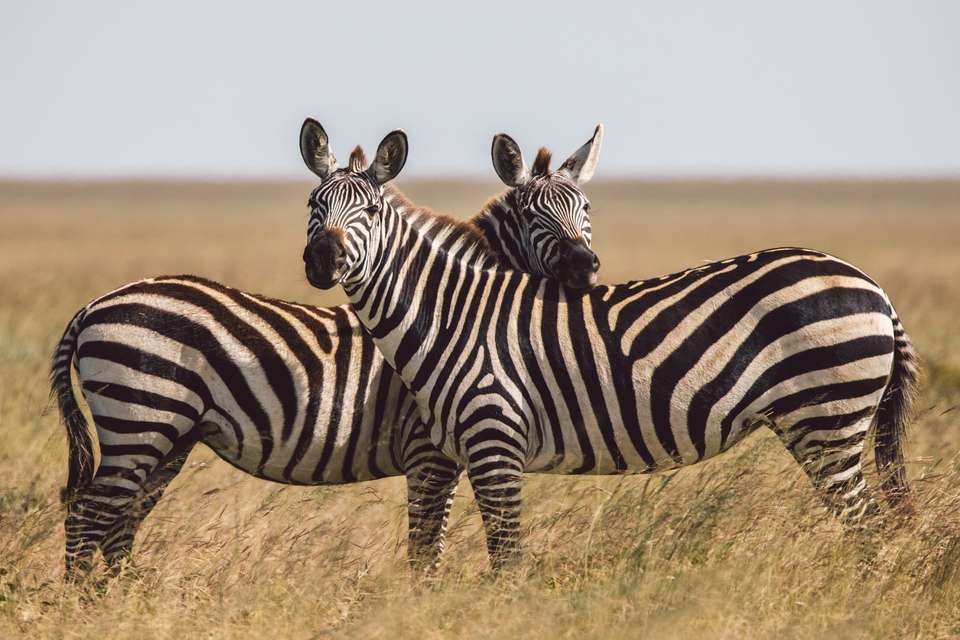 Cultural Exploration Zanzibar Safari Tour - Tweet World Travel - Tanzania - Image 7
